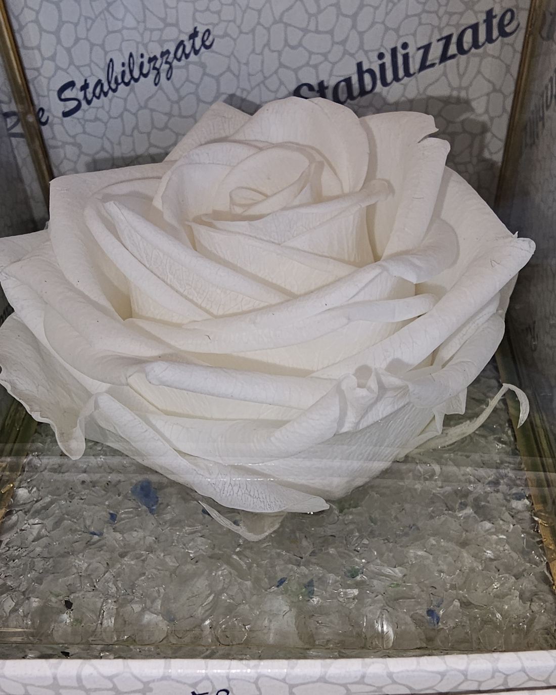Rosa stabilizzata bianca Rosa stabilizzata bianca in teca di vetro con base di cristalli - Harmony Collegno
