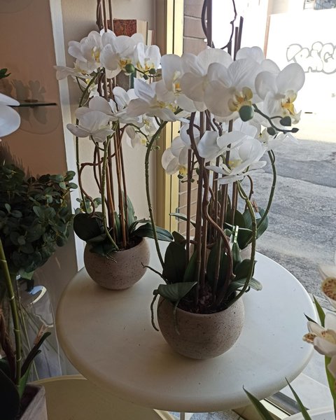 Composizioni in vaso con orchidee bianche in vetrina - Harmony Collegno